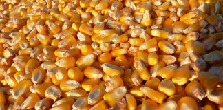 Zaplenjen kukuruz Kukuruz