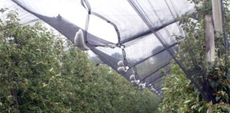 Najviše stradale jabuke i jagode Najviše stradale jabuke