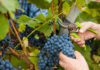 Spremni za berbu grožđa Berba grožđa