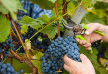 Spremni za berbu grožđa Berba grožđa