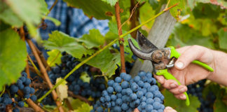 Spremni za berbu grožđa Berba grožđa